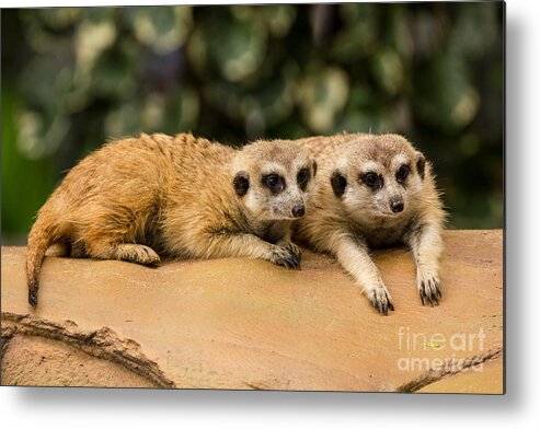 Animal Hair Metal Print featuring the photograph Meerkat resting on ground by Tosporn Preede