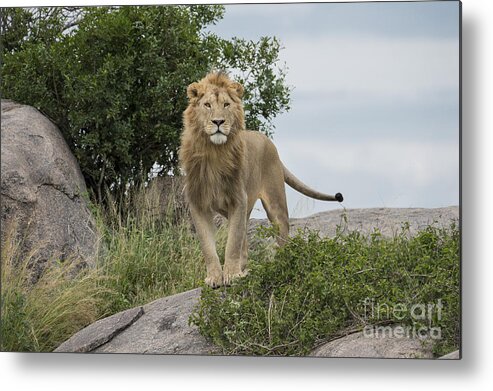 Africa Metal Print featuring the photograph Meeting Of The Eyes - Lion by Sandra Bronstein