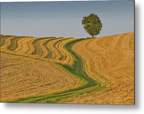 Tranquility Metal Print featuring the photograph Mein Lieblingsweg My Favorite Path by Alf
