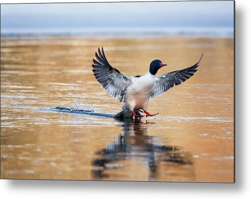 Duck Metal Print featuring the photograph Merganser Tail Landing by Bill Wakeley