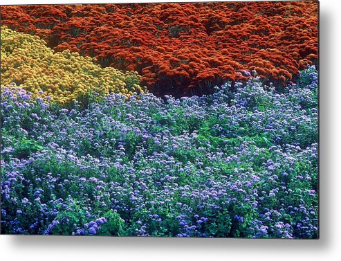 Flowers Metal Print featuring the photograph Merging Colors by Rodney Lee Williams