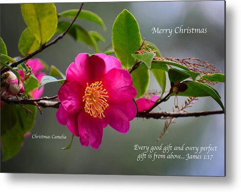 Merry Metal Print featuring the photograph Merry Christmas Camelia by Penny Lisowski