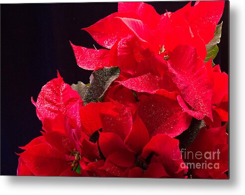 Blooms Metal Print featuring the photograph Merry Poinsettia by Sandra Clark