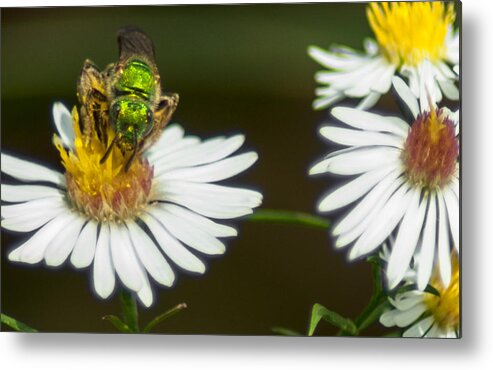 Optical Playground By Mp Ray Metal Print featuring the photograph Metallic Green Wasp by Optical Playground By MP Ray