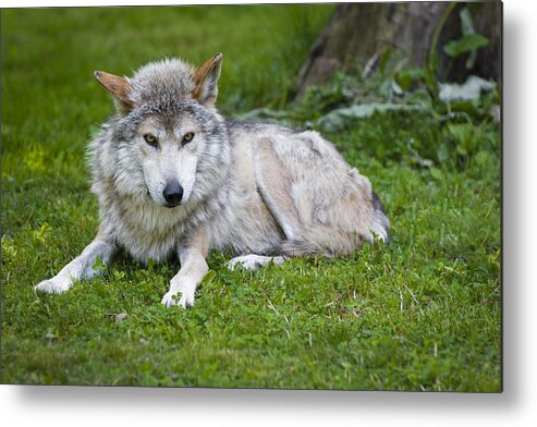 Canis Lupus Baileyi Metal Print featuring the photograph Mexican Gray Wolf by Sebastian Musial