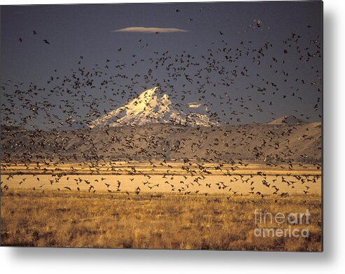 Animal Metal Print featuring the photograph Migrating Flock Canada Geese by Ron Sanford