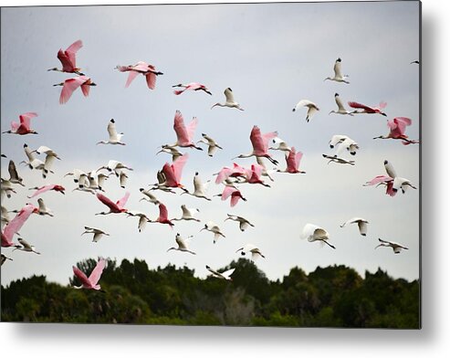 Spoonbills Metal Print featuring the photograph Migration by Bill Hosford