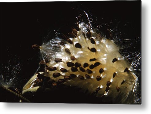 Retro Images Archive Metal Print featuring the photograph Milkweed by Retro Images Archive