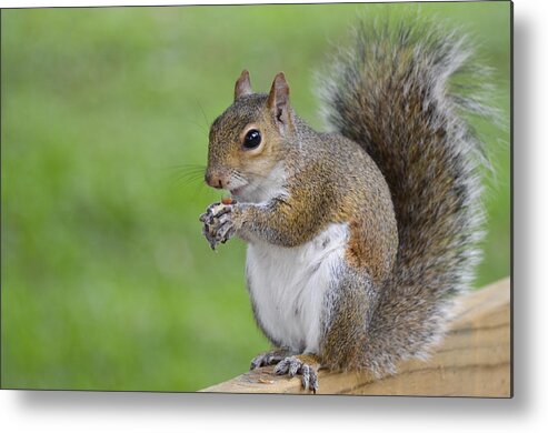 Squirrel Metal Print featuring the photograph Mine by Carolyn Marshall