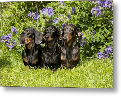 Dachshund Metal Print featuring the photograph Miniature Short-haired Dachshunds by John Daniels