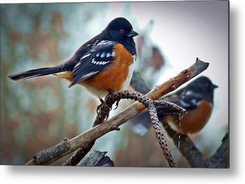 Bird Metal Print featuring the photograph Mirrored by Julia Hassett