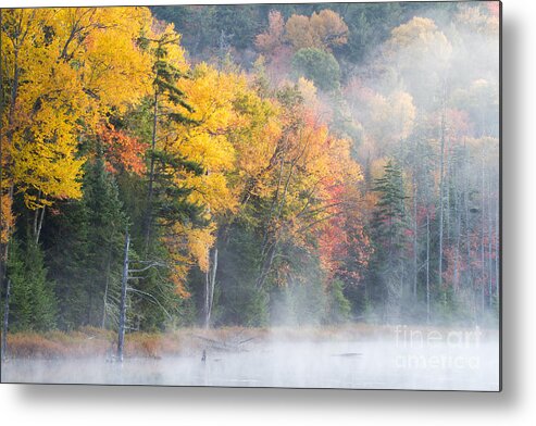 Tree Metal Print featuring the photograph Mist Over Fly Pond by Chris Scroggins