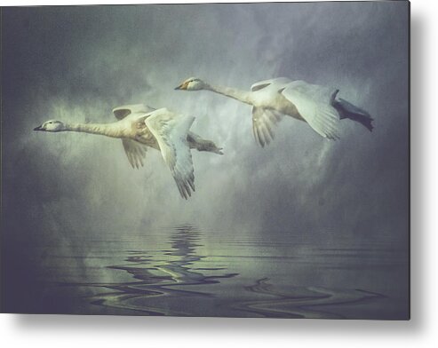 Swans Metal Print featuring the photograph Misty Moon Shadows by Brian Tarr