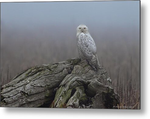 Snowy Owl Metal Print featuring the photograph Misty Morning Snowy Owl by Daniel Behm