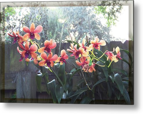 Orchids Metal Print featuring the photograph Misty Orchids by Ginny Schmidt