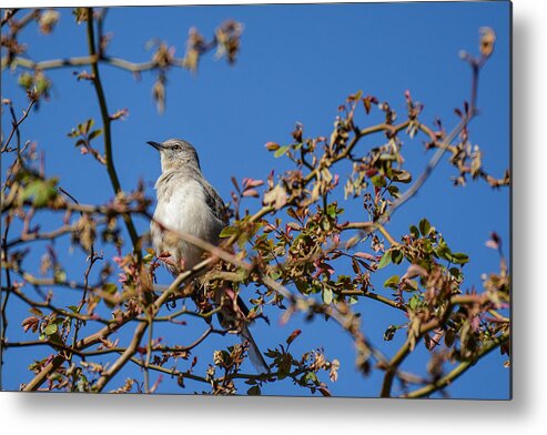 Mockingbird Metal Print featuring the photograph Mockingbird by Jeanne May