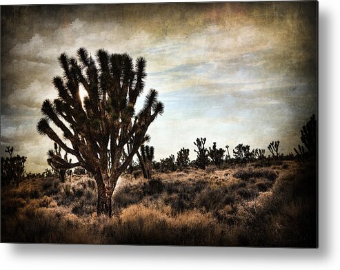 Evie Metal Print featuring the photograph Mojave Desert Joshua Tree by Evie Carrier