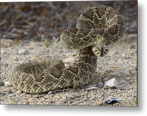 Mojave Metal Print featuring the photograph Mojave Green Rattlesnake Ready And Willing by Bob Christopher
