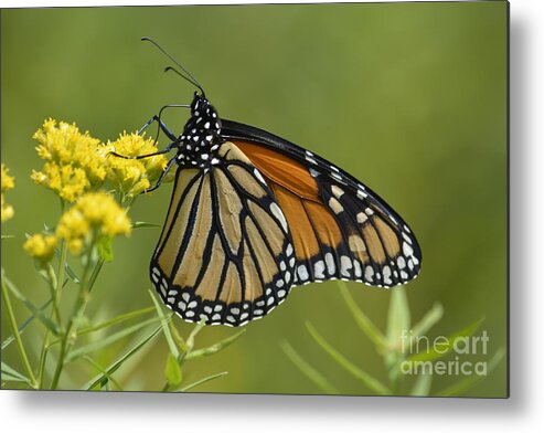 Wildflowers Metal Print featuring the photograph Monarch 2014 by Randy Bodkins
