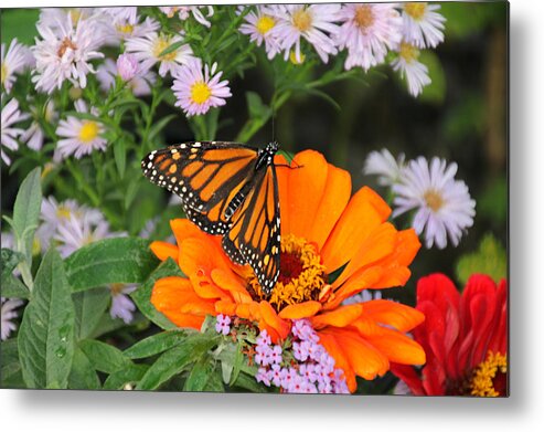 Oregon Metal Print featuring the photograph Monarch Butterfly by KATIE Vigil
