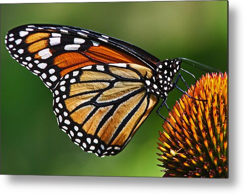 Monarch Butterfly Metal Print featuring the photograph Monarch Butterfly by Theo OConnor