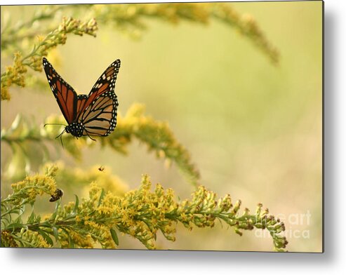 Monarch In Flight With Goldenrod Metal Print featuring the photograph Monarch in flight by B Rossitto