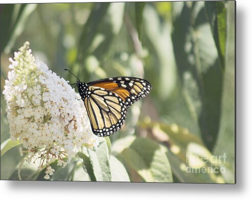 Monarch Metal Print featuring the photograph Monarch on buddleia by Cindy Garber Iverson