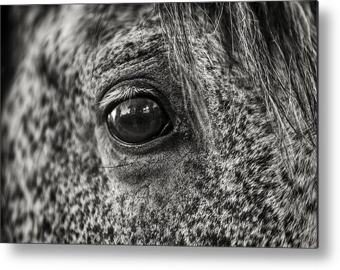 Equine Metal Print featuring the photograph Monochrome Reflection by Sennie Pierson