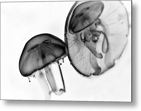 Moon Jelly Metal Print featuring the photograph Moon Jellyfish - Black and White by Marianna Mills