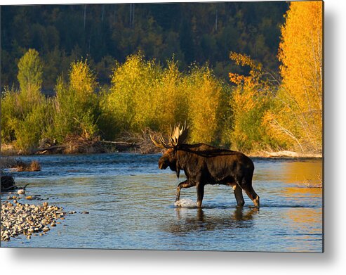 Bull Moose Metal Print featuring the photograph Moose Crossing by Aaron Whittemore