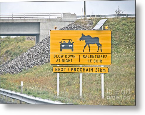  Metal Print featuring the photograph Moose Crossing by Cheryl Baxter