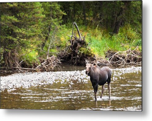 Wyoming Metal Print featuring the photograph Moose in Yellowstone National Park  by Lars Lentz
