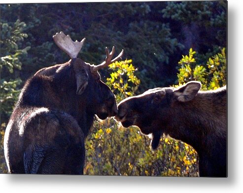 Moose Metal Print featuring the photograph Moose Kisses by Marilyn Burton