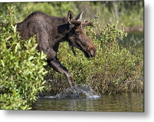 Yellow Stone National Park Metal Print featuring the photograph Moose Makes a Splash by Paul W Sharpe Aka Wizard of Wonders