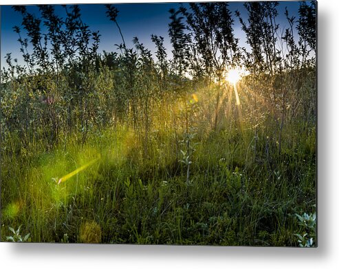 Background Metal Print featuring the photograph Morning Dew by Gerald Murray Photography