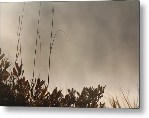 Dew Metal Print featuring the photograph Morning Dew by Lynne McQueen