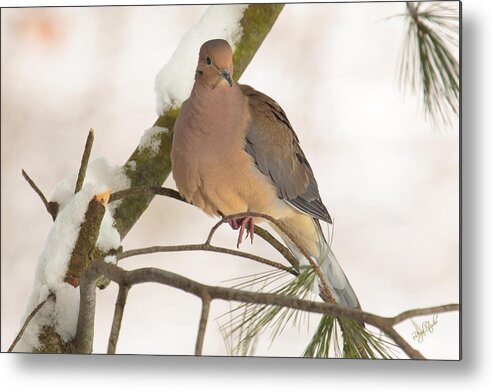 Morning Metal Print featuring the photograph Morning Dove by Everet Regal