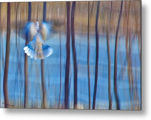 Poetry Metal Print featuring the photograph Morning Dove by Theresa Tahara