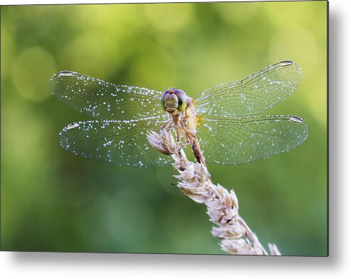 Background Metal Print featuring the photograph Morning Dragonfly by Mircea Costina Photography