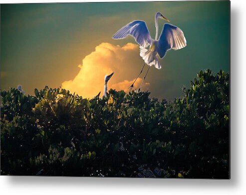 Bird Metal Print featuring the photograph Morning Egret by Ches Black