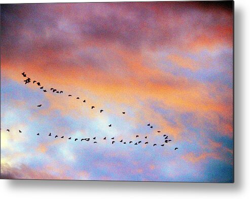 Montana Metal Print featuring the photograph Morning Geese by Scott Carlton