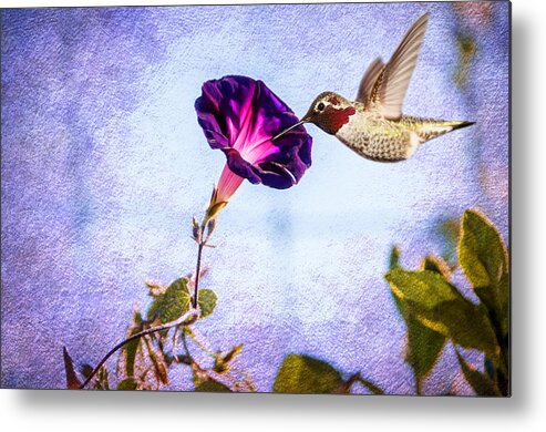 Flower Metal Print featuring the photograph Morning Glorious by Cathy Kovarik