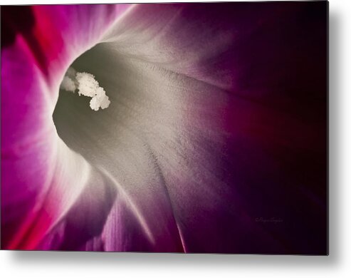Pink Metal Print featuring the photograph Morning Glory Pink by Roger Snyder