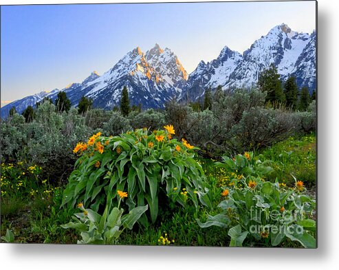 Grand Teton National Park Metal Print featuring the photograph Morning in Teton by Deby Dixon