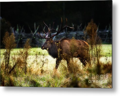 Bull Elk Metal Print featuring the photograph Morning Stroll by Deborah Scannell