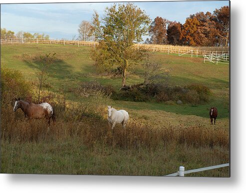 Horses Metal Print featuring the photograph Morning Time For The Horses by Janice Adomeit