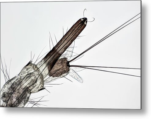 Nobody Metal Print featuring the photograph Mosquito Larva by Frank Fox