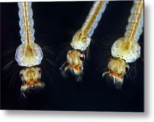 Anatomical Metal Print featuring the photograph Mosquito Larvae by Frank Fox