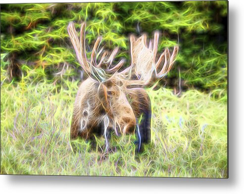 North America Moose Metal Print featuring the photograph Moose Glow by James BO Insogna