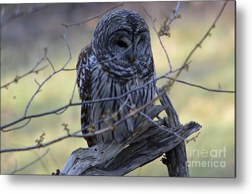 West Virginia Birds Metal Print featuring the photograph Mostly Awake by Randy Bodkins